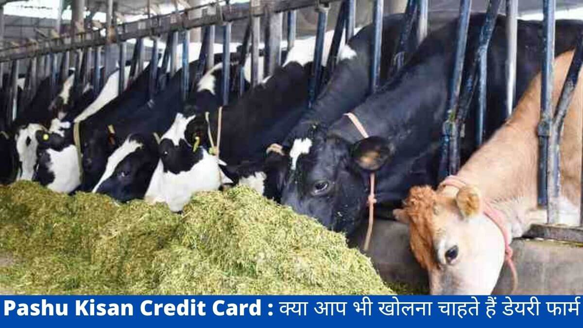 Pashu Kisan Credit Card : क्या आप भी खोलना चाहते हैं डेयरी फार्म